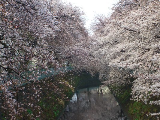 埼玉県坂戸市の桜も見事