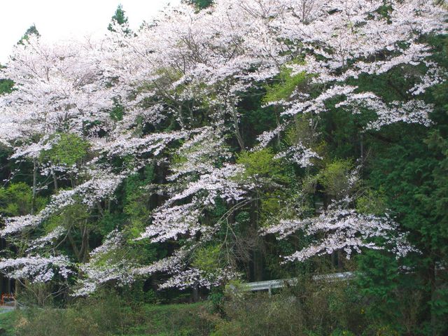 埼玉県秩父市からの帰りだったか、見事な咲き方